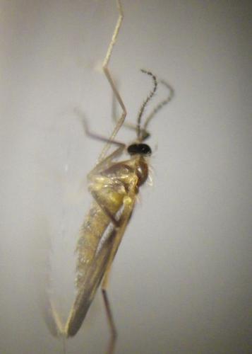 Lestodiplosis sp.